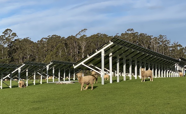 The-Vale-2021-11-solar-arrays-and-sheep-W